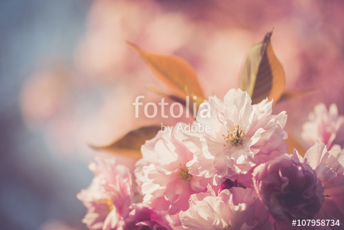 Цветы_145