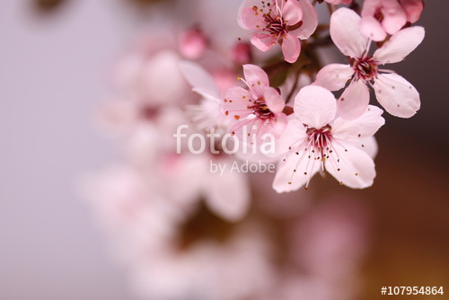 Цветы_146