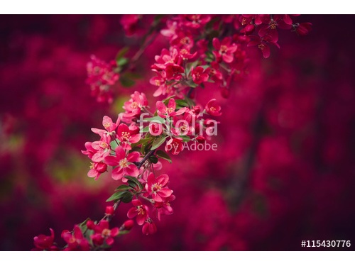 Цветы_189